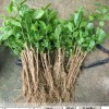 供应1-2年生茉莉花小苗