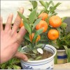 供应盆栽柑橘