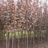 各种草坪草种.紫叶李、红紫薇，紫荆，碧桃，垂柳，合欢