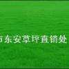 直销草坪马尼拉，百慕大，高羊茅草坪
