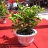 福建供应盆栽茉莉花批发 营养钵茉莉花盆栽批发