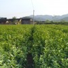 福建基地供应4-7年生大棵茉莉花苗批发地栽茉莉花苗