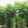 大量供应栾树、河南桧、国槐、白蜡、金叶女贞、月季、红叶石楠等