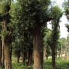 香樟，栾树，广玉兰，枇杷，香泡等