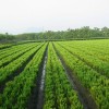 供应红花油茶