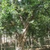 石榴古树（20公分-90公分）