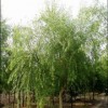 供应白皮松雪松油松侧柏刺槐花椒苗国槐