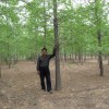供应银杏枣树石榴山楂柿子树