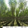 各种规格蓝花楹