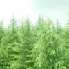 雪松、白皮松、五针松、黑松、北京桧、万峰桧
