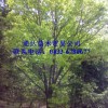 出售五角枫