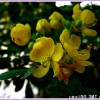 黄花槐
