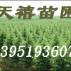 南京雪松垂柳紫薇广玉兰女贞枫香蜀桧朴树皂角等