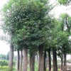 移栽香樟