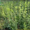 大量供应山东产连翘等各种绿化苗木