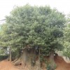 供应精品香泡，香源，香柚，水杉，桂花,杜英，
