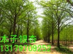 银杏树最新价格