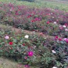 急需营养杯月季花