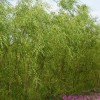 纯垂柳/灌木柳
