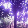 供应精品香泡，香柚，水杉，桂花,杜英，多杆香樟