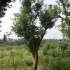 供应桂花  香泡  红果冬青