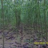 树苗 河北树苗 供应 北京树苗 天津树苗 唐山树苗 树苗