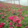 草花