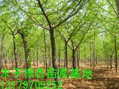 银杏树最新价格
