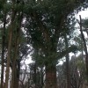 供30公分广玉兰，25的三角枫，