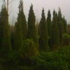 大量供应3米蜀侩，北京栾树，红叶小檗等工程用苗