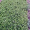 大量供应蜀侩床苗