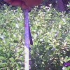 大量供应黄杨，冬青，金叶女贞，红叶小檗等工程用苗
