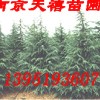 ★南京雪松黄连木广玉兰女贞枫香蜀桧朴树皂角等苗出售