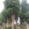 专供胸径30-90公分移栽大香樟，香泡，大栾树，