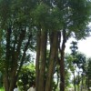 供精品大栾树，大红果冬青，大香樟，香泡，杜英，