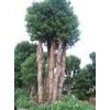 专供胸径30-90公分移栽大香樟，香泡，大栾树，