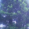 供精品大栾树，大红果冬青，大香樟，香泡，杜英，