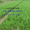 山西侧柏，侧柏苗供应