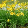 低价供应黄花菜苗