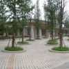 供应3--80公分银杏大树