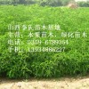 供应紫穗槐，花椒苗，刺槐苗