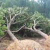 山东省惠民县苗木基地购销中心