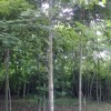 供应15cm法桐