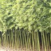 ★大量南京雪松广玉兰马褂木朴树皂角枫香桧柏等苗!