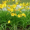 低价供应500万棵黄花菜苗