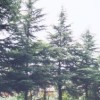 优惠★南京雪松黄连木蜀桧女贞玉兰石楠马褂木朴树等★　
