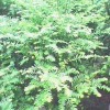 红豆杉盆景、彩叶桂花 