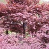 木槿.红帽月季.棣棠.樱花.