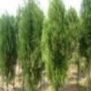 优质侧柏苗 油松 白皮松 刺槐苗 花椒苗 钙果苗