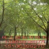 2--80公分银杏树
